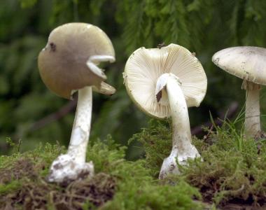 Осторожно, ядовитые грибы: подборка известных видов 10 самых ядовитых грибов в мире